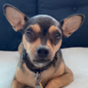 Meet your Posher, Natalie